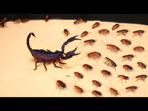 Video: Červené šváby (22 Fotografií): Najlepšie Spôsoby, Ako Sa Zbaviť Domácich Prusakov, Hryzú červené šváby A Ako Sa Ich Zbaviť V Byte? Ako Dlho žijú šváby A Ako Vyzerajú?
