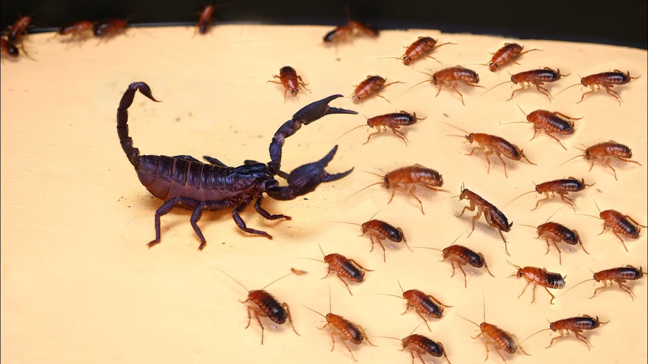 Download WHAT IF THE 1000 HUNGRY COCKROACHES SEES SCORPION? SCORPION VS 1000 COCKROACHES