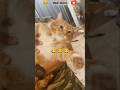 😂 Crazy Cat Moments: From Tickle to Sad Faces. 😂😂
