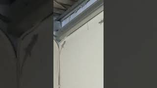 cicak mau kawin