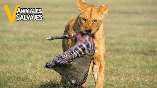 15 Momentos Despiadados De Depredadores Cazando Crías De Animales | Animales Salvajes