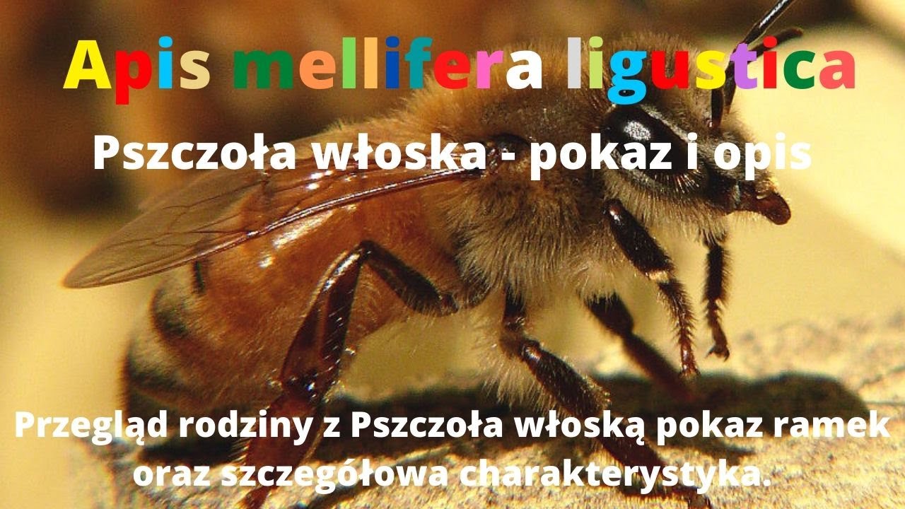 Apis mellifera ligustica Pszczoła włoska, opis i charakterystyka ODCINEK 31 @DolnośląskieMiody