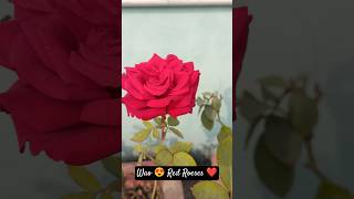 जब किसी ने फूल से पूछा!! #gardeninspiration #rose #flawers #homegardening #viral #trending #shorts