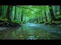 Peaceful Forest Stream Sounds,Beautiful Birds Singing,Nature Sounds for Sleeping, Stress Relief ASMR