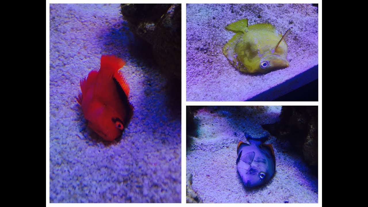 SCA 120 Gallon Reef | Ep.17 | They are All DEAD!!! Whats next ?!