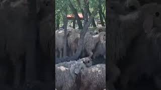 The Sounds Of Goats And Sheep 