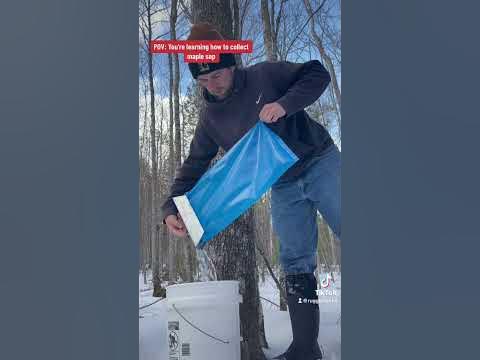 How to collect maple sap YouTube How to collect maple sap YouTube