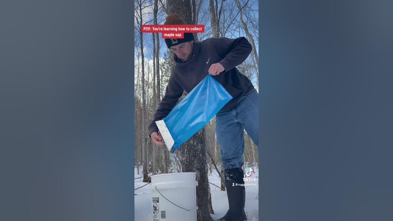 How to collect maple sap YouTube How to collect maple sap YouTube