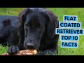 Flat Coated Retriever - TOP 10 Interesting Facts の動画、YouTube動画。