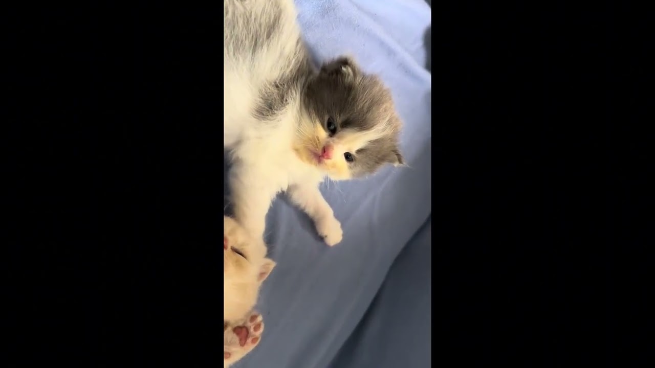 My cute kittens and her Mom.