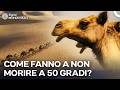 Com’è Possibile la Vita nel Deserto del Sahara? | Doppiato in Italiano