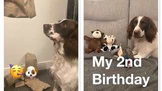 Springer Spaniel’s 2nd Birthday | Four Paws Ahead