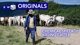 ‘My cattle are dying’ - chemical spillage threatens farms and communities in KZN