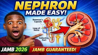 JAMB 2026 Biology: Excretory System, Nephron & Urine Formation FULL LESSON (Guaranteed Questions!)