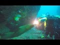 Feeding a Green Moray Eel-4K