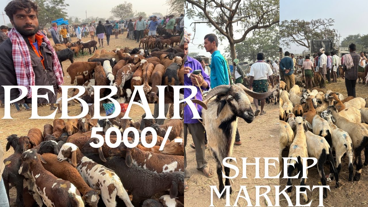 Pebbair Goat & Sheep Market || Best market in Telangana ||