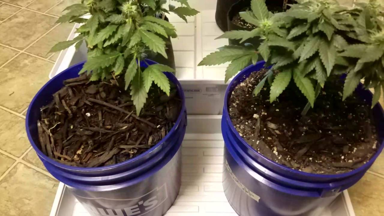 Mr. SparkzAlot's feeding time..