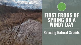 Nature Sounds | First Frogs of Spring on a Windy Day | Sleep - Study - Meditation - Pet Therapy