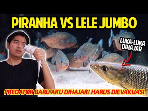 IKAN PIRANHA VS LELE JUMBO DALAM SATU TANK! ODOE PIKE AKU DIHAJAR SAMPAI SEKARAT! SEGERA EVAKUASI!