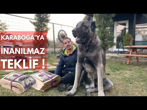 SAHİBİNE SERVET KAZANDIRAN ÇOBAN KÖPEĞİ ~ Türkiye’ye Meydan Okudu !