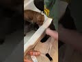 2 min for you guys and it was about 15 for me #microbullies #bullybreed #bathtime
