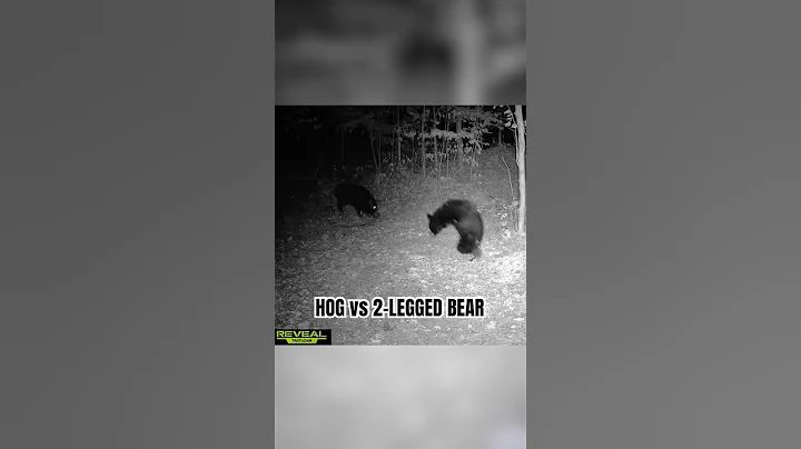 Hog vs Two-Legged Bear