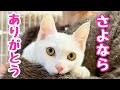【保護子猫】この子を家族にできませんでした