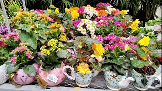 Mother's Day Plant Shopping 2026