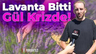 Lavanta Hasadı Sona Eriyor: Üreticiden Gül Ve Lavanta İçin Fiyat Çağrısı