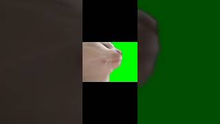 Кот Танцует Под Музыку На Зеленом Фоне