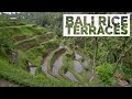 FAMOUS BALI RICE TERRACES | Tegalalang Rice Terrace in Ubud