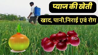 प्याज की खेती की देखभाल उर्वरक, सिंचाई, रोग एवं निराई ll Onion farming ll pyaj ki kheti