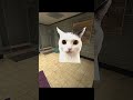 Cat looking in mirror 🪞🐱 #gmod #shorts