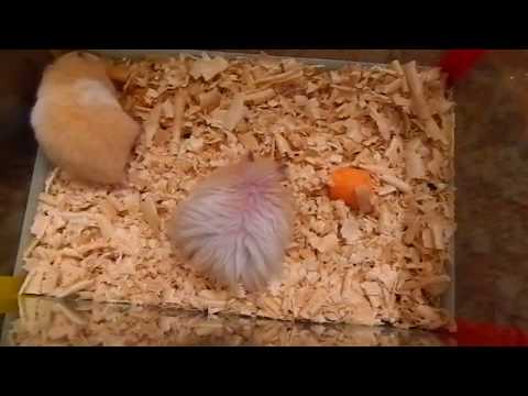 ზაზუნების კოჰაბიტაცია