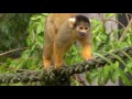 Squirrel monkeys at taronga