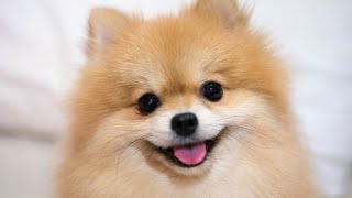 Pomeranian Beauty Secrets Grooming Tips and Tricks