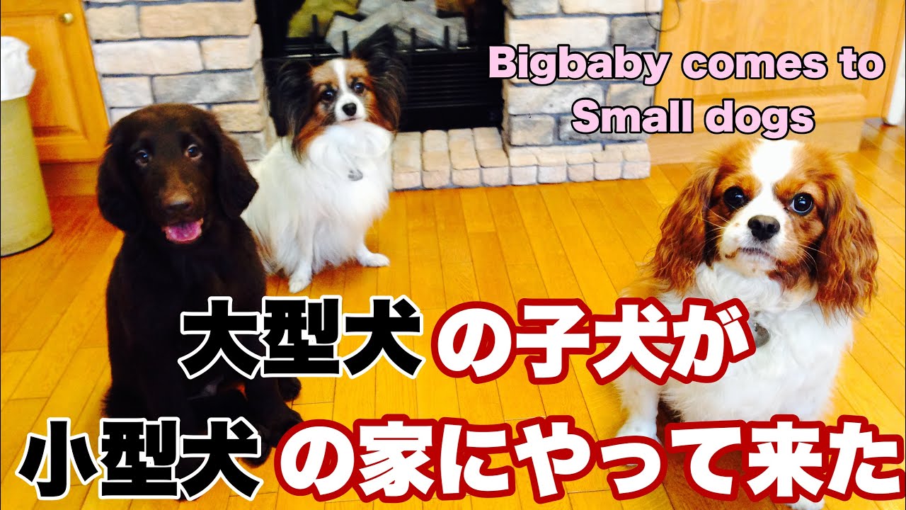 大型犬の赤ちゃん 小型犬の家にやって来た Retriever Puppy Came To The Small Dogs S House 子犬 大型犬 Youtube 大型犬の赤ちゃん 小型犬の家にやって来た Retriever Puppy Came To The Small Dogs S House 子犬 大型犬 Youtube