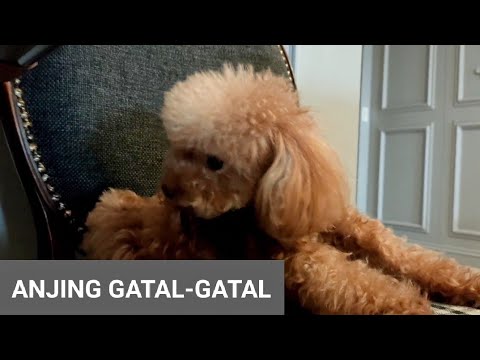 Anjing Gatal-gatal