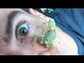 Critters & Crawlers: Scorpion Face Dance. Fun nature & Funny travel!