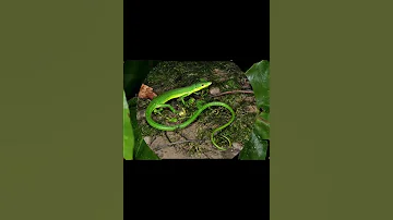 Корейская долгохвостка