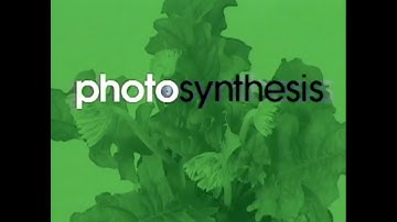 Alien Workshop Photosynthesis Intro, 2000