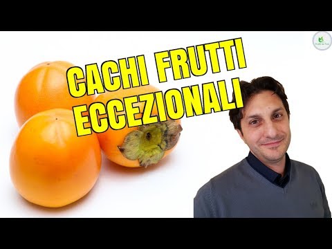 Video: Perché Mangiare I Cachi è Utile