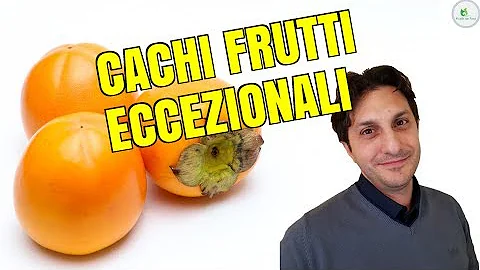 Quali sono i cachi non astringenti?
