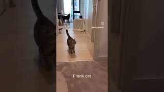 Funny Prank with Dogs and Cats 😀#dog #viral #trending #dogs #cat #cats #funny #shorts #youtubeshorts