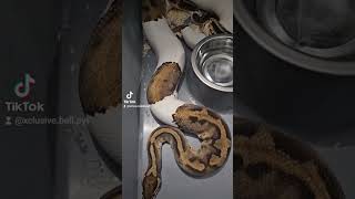 orange dream pied x yb pied ❤️❤️❤️❤️