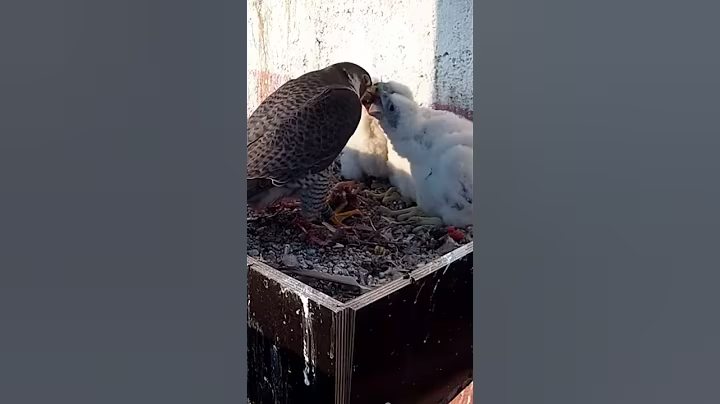 #590E | Review mom dad birds brings food to feed their babies in the nest | Birds Nest Family #birds
