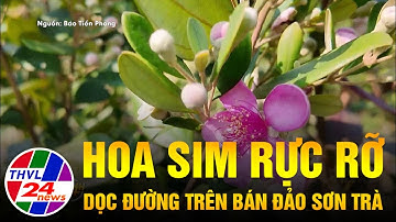 Hoa sim rực rỡ dọc đường trên bán đảo Sơn Trà