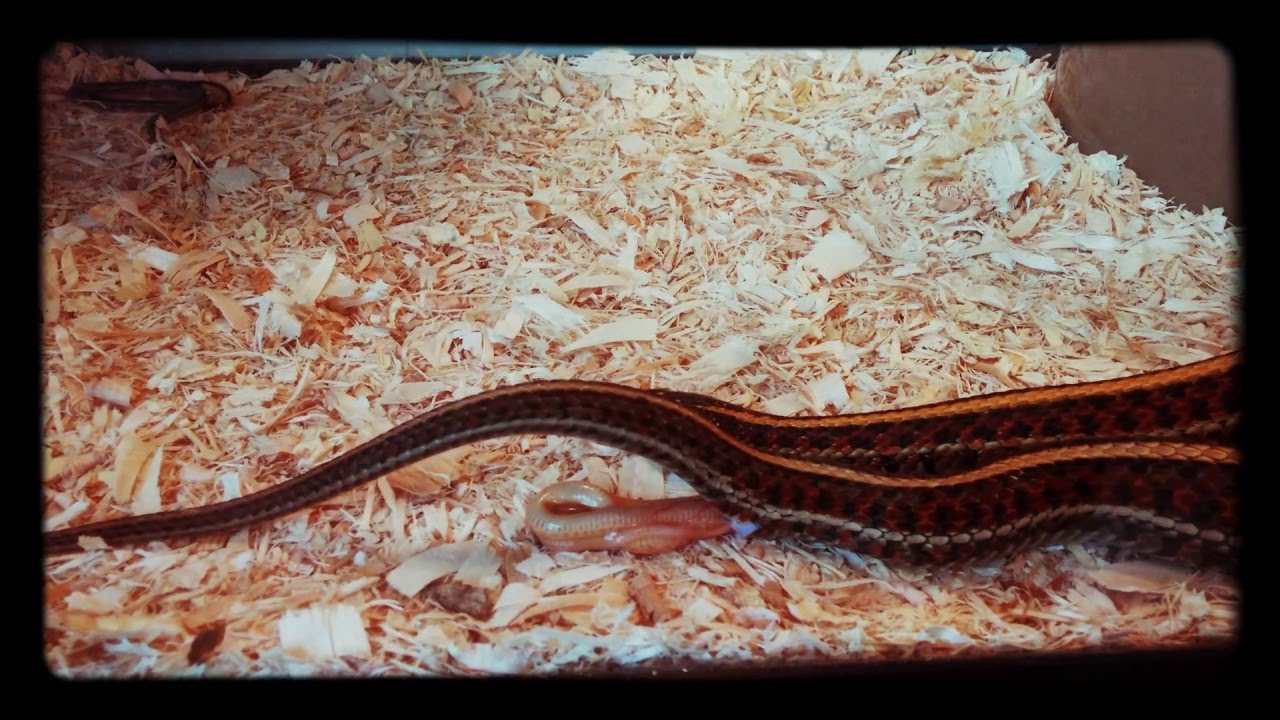camera iphone 8 plus apk Red plains het albino x albino 1