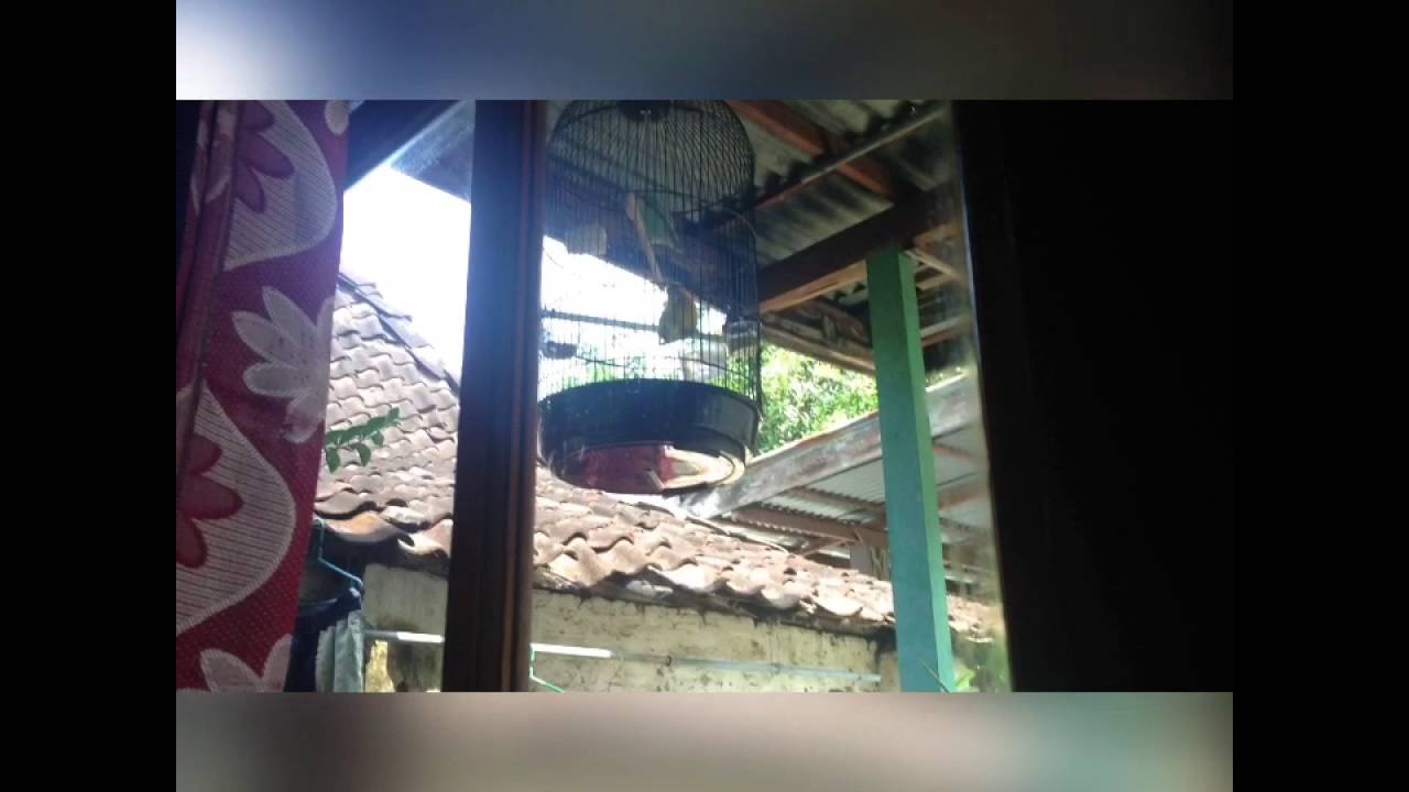 Kicauan love bird birahi. 
