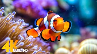 Aquarium 4K VIDEO (ULTRA HD) 🐠 Beautiful Coral Reef Fish - Relaxing Sleep Meditation Music